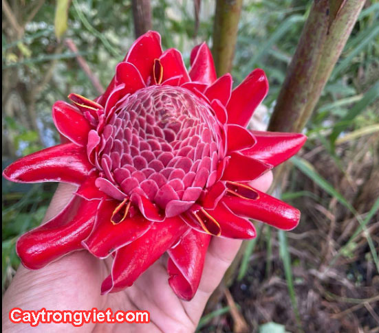 Cách trồng củ sen đa lộc , mua cây sen đa lộc ở đâu ?